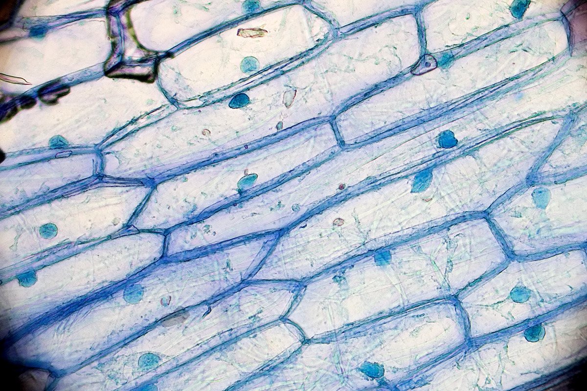 Pics Photos Plant Cell Diagram Labeled For Kids